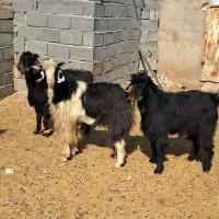 فروش ۶راس چبش درجه یک کیلو ۲۷۰هزارتومان