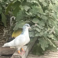 گمشده