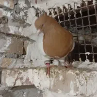 نر کله زرد انتیک