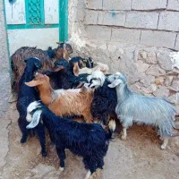 ۱۱عدد چپیش نروماده برای فروشی وزن روی هم ۱۵کیلو