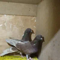 کبوتر. سینه ذغالی. پشت دار. سرخ پرش بالا|پرنده|اصفهان, رهنان|دیوار