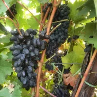 قیمت نهال رقابتی با تمام نهالستان ها|خدمات باغبانی و درختکاری|شراء, |دیوار