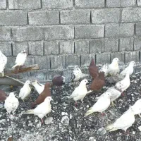 کبوتر|پرنده|صوغان, |دیوار