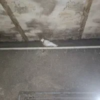 جوجه ۳پری طوق زرد سالم