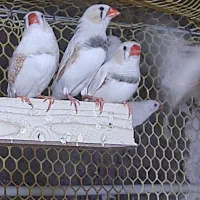 حراج زمستانه فنچ زبرا و فنچ کینگ انگلیسی