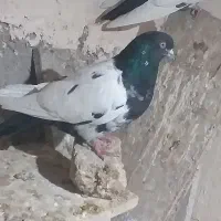 کبوتر کللی وکله چیل|پرنده|ابهر, |دیوار