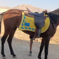 اسب مادیون