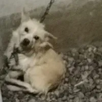 سگ نگهبان پاکوتاه