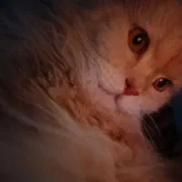 لیلو خانوم یک ساله