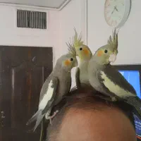 عروس هلندی زیبا دستی رام آماده