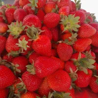 سر سبز و با ریشه وبا اصالت|خدمات باغبانی و درختکاری|قائم‌شهر, |دیوار