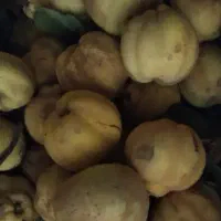 به زرد محلی عطری درجه یک