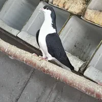 یک جفت دمگیر خوشگل دونسته|پرنده|مبارکه, |دیوار