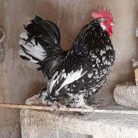 مرغ و خروس مولد بلژیکی