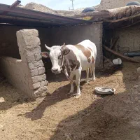 گوساله