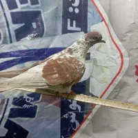 کبوتر گرگی نر