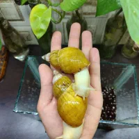 حلزون آلبینو بهترین حیوان خانگی