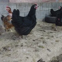 مرغ محلی زنده|حیوانات مزرعه|برازجان, |دیوار