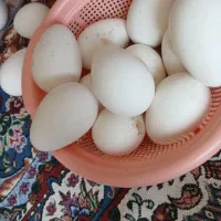 تخم بوقلمون