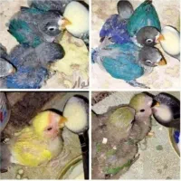 جوجه کوتوله برزیلی(سرلاکی،دونه خور)طوطی|پرنده|مشهد, آبکوه|دیوار