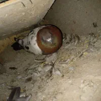 این 4عددکفتر گمشده ب یابنده مژدگانی خوب داده میشود