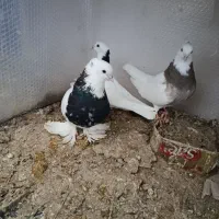 طوقی هفت رنگ. کلاغدم