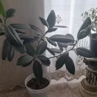 گل فیکوس|گل و گیاه طبیعی|گلبهار, نوبهار|دیوار