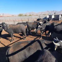 گوساله گاومیش نر و ماده