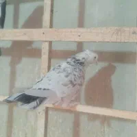 کفتر نر کاکلی پاچکمه