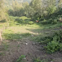 زمین عالی ۳۶۵ متر لفور مرزیدره داخل بافت|فروش زمین و ملک کلنگی|آلاشت, |دیوار