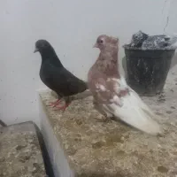 کفتر|پرنده|اسفراین, |دیوار