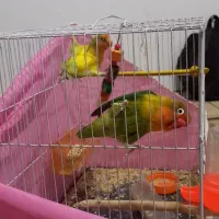 کوتوله یک جفت  ۱۴۰۰