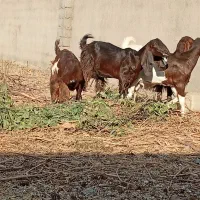 بزپاکستانی|حیوانات مزرعه|مشهد, وکیل‌آباد|دیوار
