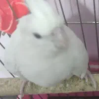 عروس هلندی آلبینو و آلبینو دوکت|پرنده|محمدشهر, ولدآباد|دیوار