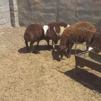 بره نرهمو وماده هموو هترو