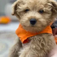 واگذاری توله ۴ ماهه میکس پودل و شیتزو