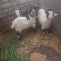 بزغاله خرج خور