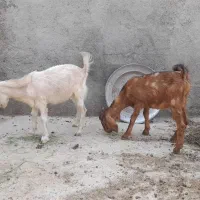 کهره نر و ماده عدانی