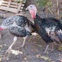 دوعددبوقلمون نر سالم ودرشت خلیل اباد|حیوانات مزرعه|خلیل آباد, |دیوار