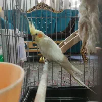 معاوضه یا فروش عروس هلندی مولد همراه جوجه هاش|پرنده|تهران, مشیریه|دیوار