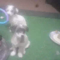 فروش سگ شیتزو و توله سگ شیتزو|سگ|اهواز, کوی باهنر|دیوار
