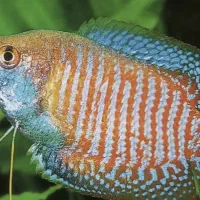 ماهی گورامی دارف وارداتی کلکسیونی نمایشی گرید ++A|ماهی|اراک, |دیوار