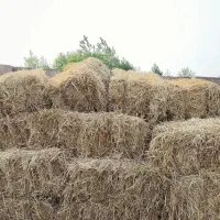 سرچنار سچنا سرچینا سچینا کلش کلوش غذای گاو