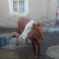 گاو وگوساله سمینتال