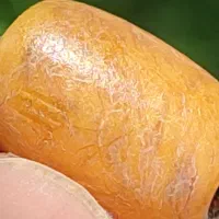 زردیون قدیمی حداقل مال ۱۰۰سال پیشه