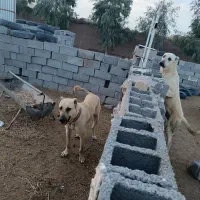سگ نگهبان|سگ|خواف, |دیوار