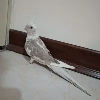 ۴ تا عروس هلندی، آلبینو، لوتینو، طوطی، پرنده