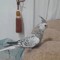 عروس هلندی|پرنده|رحیمآباد, |دیوار