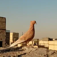 کفتر.پرنده|پرنده|مشهد, انصار|دیوار