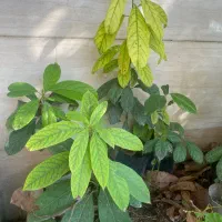 نهال آووکادو|گل و گیاه طبیعی|امیرکلا, |دیوار